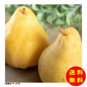 Ε  N`F yz y kCEEk ʓrZz [Ε Ε Mtg 蕨 v[g  Ԃ ]