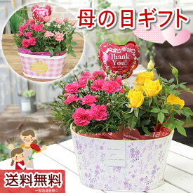 母の日 花 鉢植え ギフト カーネーション 花鉢 鉢花 ははの日【カーネーションとミニバラ　鉢花寄せカゴ】送料無料