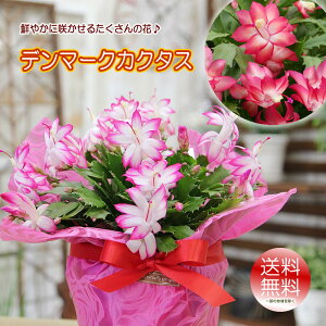 鉢植え 生花の人気商品 通販 価格比較 価格 Com
