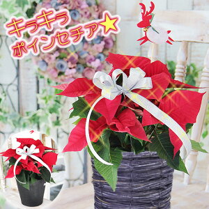 |CZ`A  NX}X Ε Mtg LL郉t|CZ`AɖύX\ |CZ`A Iׂ锫Jo[  A 