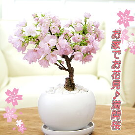 桜 盆栽 鉢花 送料無料 生産者さんが選んだ多芽株 たくさん花芽が付いています お家でお気軽お花見【一才桜（旭山桜）1本植え 白丸陶器】さくら サクラ 花 ギフト 誕生日 贈り物 お祝い 結婚記念日 卒業祝い 入学祝い 退職祝い
