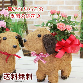 可愛い瞳が人気 わんこの背中に季節の鉢花 ミニバラ鉢植え シクラメン ミニバラ 観葉植物 送料無料 犬 鉢植え 寄せカゴ プレゼント ギフト 誕生日 お礼 お祝い 結婚記念日 退職祝い 卒業祝い 入学祝い 送別会 歓迎 結婚祝い 開店祝い 引越し祝い 新築祝い ペット お供え