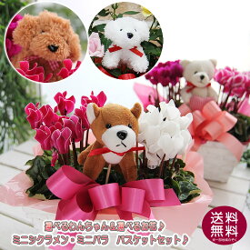 選べるアニマルピック ホワイトバスケット 寄せカゴ シクラメン ミニバラ 鉢植えセット 鉢花 鉢植 花 ギフト クリスマスプレゼント クリスマス 誕生日 お祝い 結婚記念日 卒業祝い 結婚祝い 開店祝い 出産祝い 引越し祝い 新築祝い 就職祝い ペット お供え