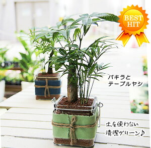 観葉植物 テーブル ヤシ Diy 工具の人気商品 通販 価格比較 価格 Com