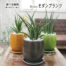 選べるモダンカラー陶器鉢と植物 送料無料 サンセベリア サンスベリア バキュラリス ミカド ファーンウッド ギフト プレゼント 卒業祝い 入学祝い 退職祝い 新築祝い 引越し祝い 開店祝い 開所祝い 開業祝い 移転祝い 誕生日 お礼 お祝い 結婚記念日