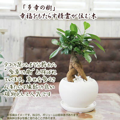 送料無料【幸福をもたらす精霊が住む多幸の樹ガジュマル】観葉植物モダンインテリアアジアン新築祝い開店祝い引越し祝い誕生日結婚記念日退職祝い歓迎送迎送別会即日発送玄関