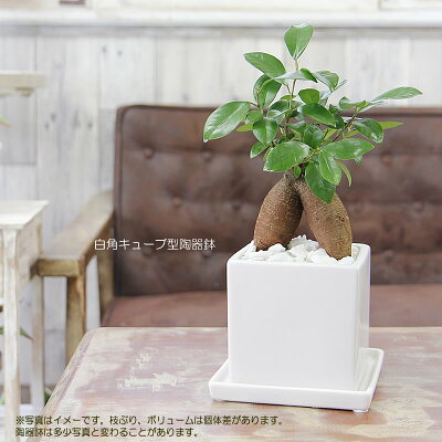 送料無料【幸福をもたらす精霊が住む多幸の樹ガジュマル】観葉植物モダンインテリアアジアン新築祝い開店祝い引越し祝い誕生日結婚記念日退職祝い歓迎送迎送別会玄関【BX80】