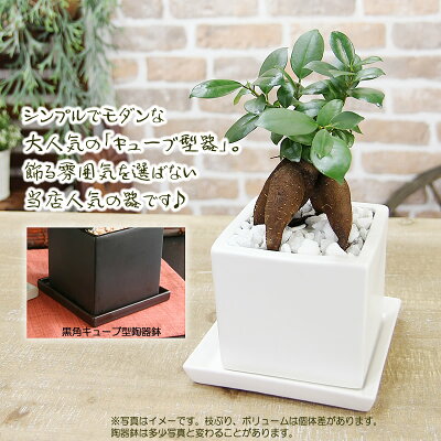 送料無料【幸福をもたらす精霊が住む多幸の樹ガジュマル】観葉植物モダンインテリアアジアン新築祝い開店祝い引越し祝い誕生日結婚記念日退職祝い歓迎送迎送別会即日発送玄関