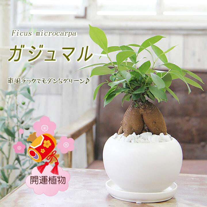 楽天市場 ガジュマル 観葉植物 幸福をもたらす精霊が住む 多幸の樹 送料無料 ギフト プレゼント 新築祝い 引越し祝い 開店祝い 開所祝い 開業祝い 移転祝い 誕生日 贈り物 お礼 お祝い 結婚記念日 卒業祝い 入学祝い 退職祝い 結婚祝い 就職祝い フラワーポケット 塚口