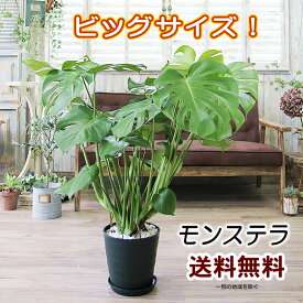 モンステラ 大きな葉はアジアンで人気No1 モンステラ 8号 観葉植物 プレゼント ギフト 送料無料 卒業祝い 入学祝い 退職祝い 新築祝い 開店祝い 引越し祝い 誕生日 結婚記念日 結婚祝い 入学祝い 開所祝い 開院祝い 記念日 お祝い