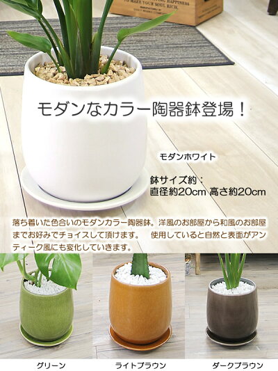 送料無料【ストレチア・オーガスタ選べるモダン陶器鉢サイズ大】観葉植物モダンインテリアアジアン室内おしゃれ新築祝い開店祝い引越し祝い誕生日結婚記念日退職祝い歓迎送迎送別会玄関【BX160】