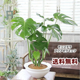 楽天市場 モンステラ ハイドロカルチャーの通販