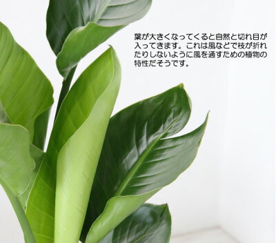 送料無料【ストレチア・オーガスタ選べるモダン陶器鉢サイズ大】観葉植物モダンインテリアアジアン室内おしゃれ新築祝い開店祝い引越し祝い誕生日結婚記念日退職祝い歓迎送迎送別会玄関【BX160】