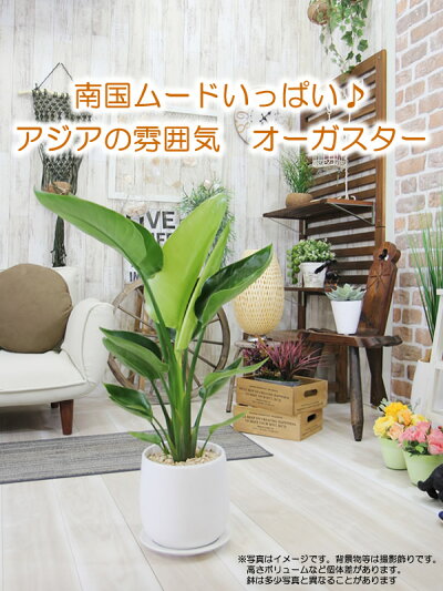 送料無料【ストレチア・オーガスタ選べるモダン陶器鉢サイズ大】観葉植物モダンインテリアアジアン室内おしゃれ新築祝い開店祝い引越し祝い誕生日結婚記念日退職祝い歓迎送迎送別会玄関【BX160】