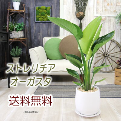 送料無料【ストレチア・オーガスタ選べるモダン陶器鉢サイズ大】観葉植物モダンインテリアアジアン室内おしゃれ新築祝い開店祝い引越し祝い誕生日結婚記念日退職祝い歓迎送迎送別会玄関【BX160】