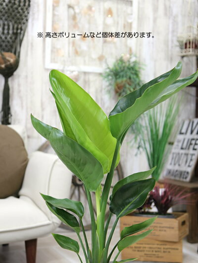送料無料【ストレチア・オーガスタ選べるモダン陶器鉢サイズ大】観葉植物モダンインテリアアジアン室内おしゃれ新築祝い開店祝い引越し祝い誕生日結婚記念日退職祝い歓迎送迎送別会玄関【BX160】