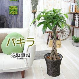 パキラ 幸せの木 金運の木発財樹 パキラ 7号 観葉植物 送料無料 新築祝い 開店祝い 引越し祝い 誕生日 結婚記念日 結婚祝い 退職祝い 入学祝い 卒業祝い 開所祝い 開院祝い 開店祝い 記念日 お祝い ギフト プレゼント