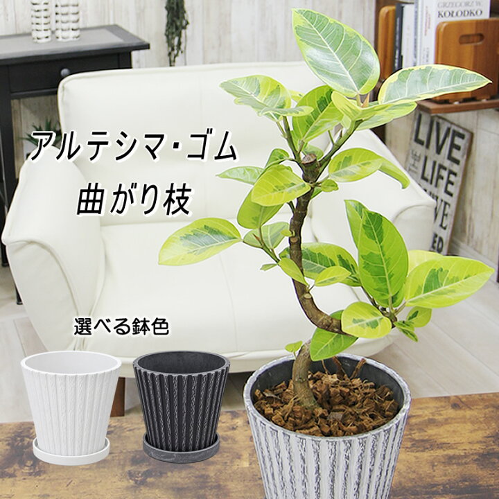 楽天市場】曲がり枝 アルテシマ ゴム NASAも認めたエコ プラント 