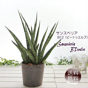 TXxA TZxA B12 r[gDGu 3.5Xg[v ϗtA 