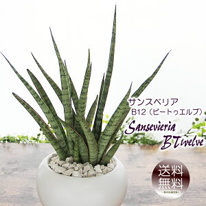 TXxA TZxA B12 r[gDGu ۊ  ϗtA v[g Mtg Əj wj ސEj Vzj zj JXj Jj JƏj ړ]j a 