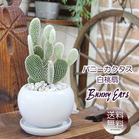 サボテン バニーカクタス 白桃扇 （はくとうせん）白丸器 送料無料 観葉植物 プレゼント ギフト 退職祝い 新築祝い 引越し祝い 開店祝い 開所祝い 開業祝い 移転祝い 誕生日 贈り物 お礼 お祝い 結婚記念日 結婚祝い 就職祝い