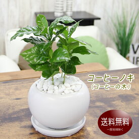 楽天市場 コーヒーの木 花 観葉植物 花 ガーデン Diy の通販