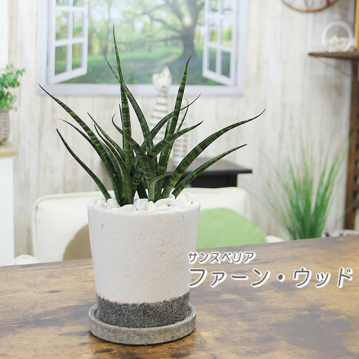 楽天市場 観葉植物 珍しい サンセベリア サンスベリア ファーンウッド ストーン風陶器 送料無料 ギフト プレゼント 新築祝い 引越し祝い 開店祝い 開所祝い 開業祝い 移転祝い 誕生日 贈り物 お礼 お祝い 結婚記念日 卒業祝い 入学祝い 退職祝い 結婚祝い 就職祝い