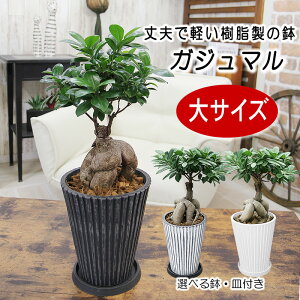 観葉植物 ガジュマル 大」の人気商品一覧・価格比較 - 価格.com