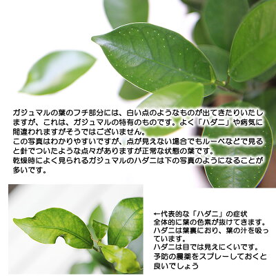 楽天市場 送料無料 ガジュマル 幸福をもたらす精霊が住む 多幸の樹 ガジュマル 観葉植物 ギフト 敬老の日 プレゼント フラワーポケット 塚口ガーデン