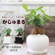 ガジュマル 観葉植物 幸福をもたらす精霊が住む 多幸の樹 送料無料 父の日 プレゼント ギフト 新築祝い …