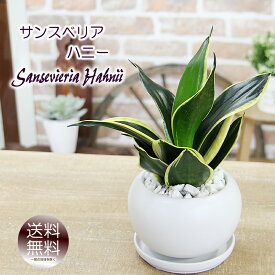 サンスベリア 空気をきれいにする サンセベリア ハニー 白丸陶器 観葉植物 送料無料 プレゼント ギフト 退職祝い 新築祝い 引越し祝い 開店祝い 開所祝い 開業祝い 移転祝い 誕生日 贈り物 お礼 お祝い 結婚記念日 結婚祝い 就職祝い