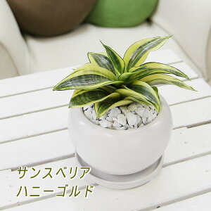 観葉植物 サンスベリア ハニーの人気商品 通販 価格比較 価格 Com