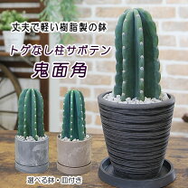 楽天市場】トゲナシ 柱 サボテンの通販