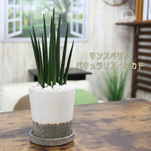 観葉植物 サンスベリア 陶器の人気商品 通販 価格比較 価格 Com