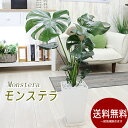 モンステラ 大きな葉はアジアンで人気No1 モンステラ　選べる陶器鉢 観葉植物 プレゼント ギフト 送料無料 卒業祝い 退職祝い 新築祝い 引越し祝い 開店祝い 開所祝い 開業祝い 移転祝い 誕生日 お礼 お祝い 結婚記念日 結婚祝い 就職祝い
