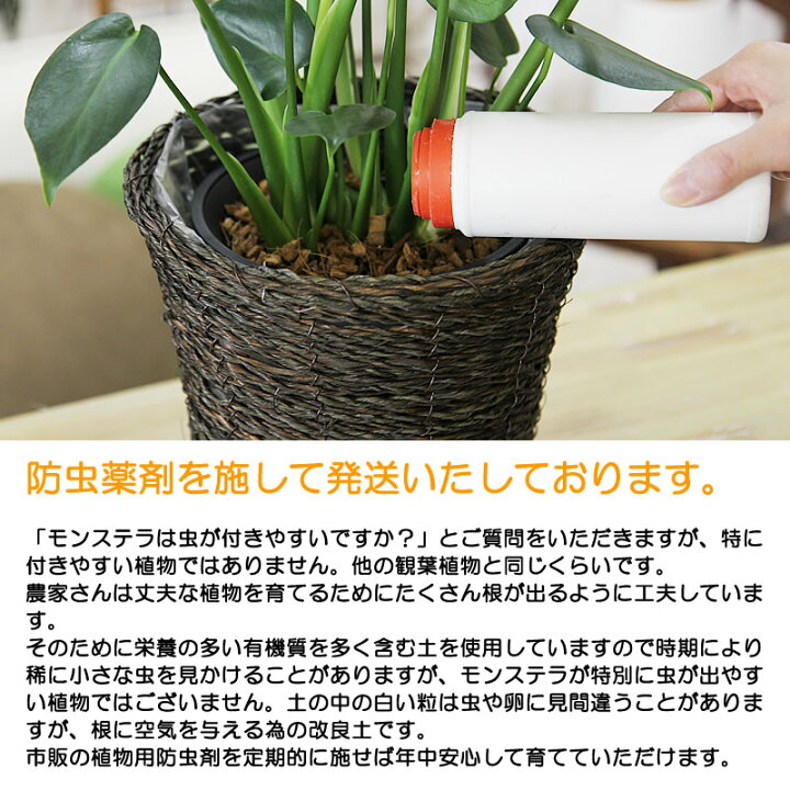楽天市場 モンステラ 観葉植物 送料無料 鉢カバーとセットでお得 モンステラ6号 鉢カバー付 ギフト プレゼント 新築祝い 引越し祝い 開店祝い 開所祝い 開業祝い 移転祝い 誕生日 贈り物 お礼 お祝い 結婚記念日 卒業祝い 入学祝い 退職祝い 結婚祝い 就職祝い