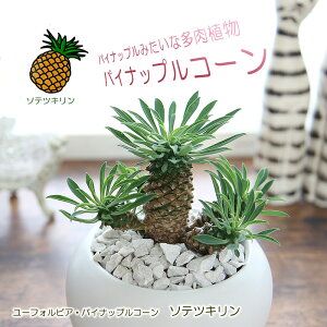 パイナップル プレゼント 観葉植物の人気商品 通販 価格比較 価格 Com
