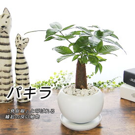 パキラ 幸せの木 金運の木発財樹 パキラ 陶器鉢 観葉植物 送料無料 プレゼント ギフト 新築祝い 開店祝い 引越し祝い 誕生日 結婚記念日 結婚祝い 退職祝い 入学祝い 卒業祝い 開所祝い 開院祝い 開店祝い 記念日 お祝い