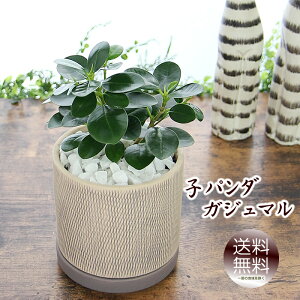 �p���_�K�W���}�� �A�~�͗l�ۓ��픫 �ϗt�A�� �������� �v���[���g �M�t�g �K�W���}�� �V�z�j�� ���z���j�� �J�X�j�� �J���j�� �J�Əj�� �ړ]�j�� �a���� ���蕨 ���� ���j�� �����L�O�� ��