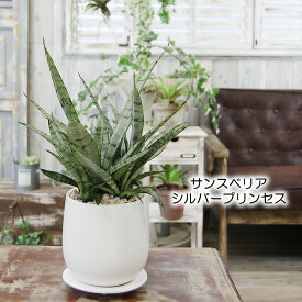 楽天市場 珍しい植物の通販