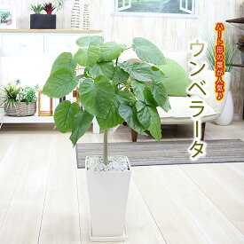 楽天市場 大きな 葉 の 植物の通販 楽天市場 大きな 葉 の 植物の通販