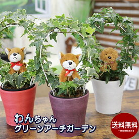 楽天市場 アイビー 観葉植物 ヘデラの通販 楽天市場 アイビー 観葉植物 ヘデラの通販