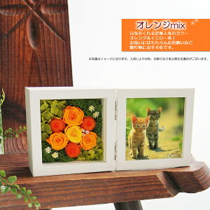 vU[uht[ ʐ^ ʐ^Ə낤 tHgvX^h STCY  Mtg v[g a  a  j LO Əj ސEj } ʉ j 