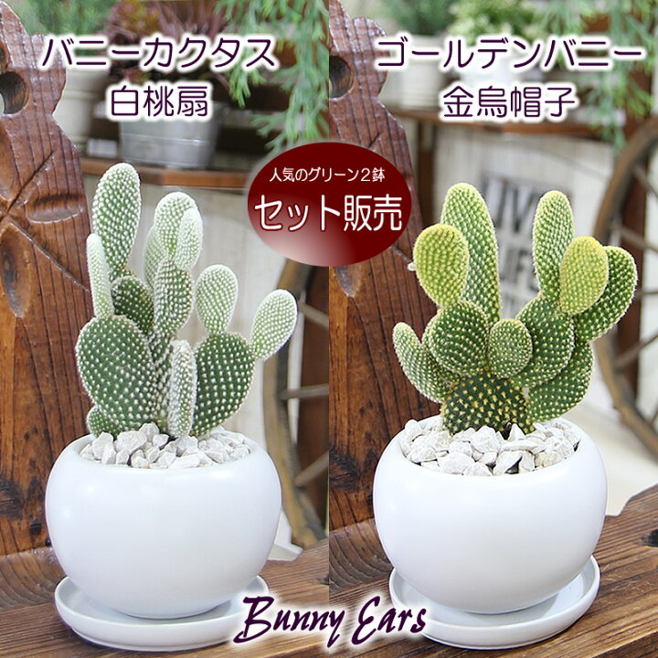 楽天市場】550円お得なセット販売 サボテン バニーカクタス 白桃扇 