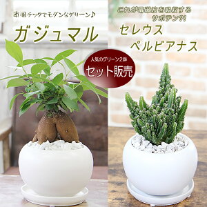 550�~�����ȃZ�b�g�̔� �K�W���}�� �K���������炷���삪�Z�� ���K�̎� �d���g���z������T�{�e���H �Z���E�X�y�����B�A�k�X �ϗt�A�� �����A�� �������� �V�z�j�� ���z���j�� �J�X�j�� �J