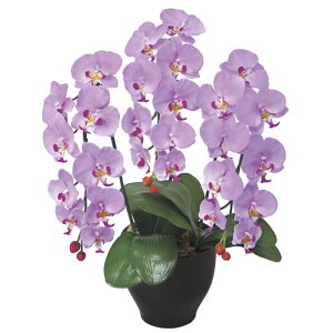 【個人様購入可能】●光の楽園 (21K120-79) 胡蝶蘭セリースL 送料無料 92647