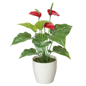 �y�|�C���g3�{ 6/4 20������z�y�l�l�w���\�z�����̊y�� (389A35-63) �t���b�V���A���X�����[�� �������� 92526