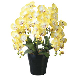 yllw\z̊y (448A150-79) NC[Ӓ5{Y  92633