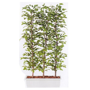 yllw\zy96372z ^ p[e[V O[ 150cm  92882