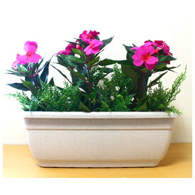 【ポイント3倍 1/9 20時〜】【個人様購入可能】● 【gls-91】 インパチェンス 置きタイプ 濃いピンク 送料無料 92917